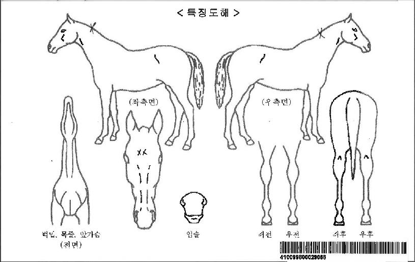 �Ƹ���ڸ��� ����,���,�޸�,�λ�,�ٸ��� Ư¡����