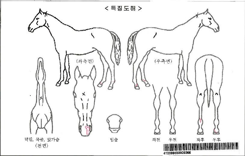 ������¿����ڸ��� ����,���,�޸�,�λ�,�ٸ��� Ư¡����