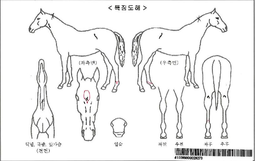 ÀÎÄÁÅÛÇÁÆ®ÀÚ¸¶ÀÇ Ãø¸é,¿ì¸é,µÞ¸é,µÎ»ó,´Ù¸®ÀÇ Æ¯Â¡µµÇØ
