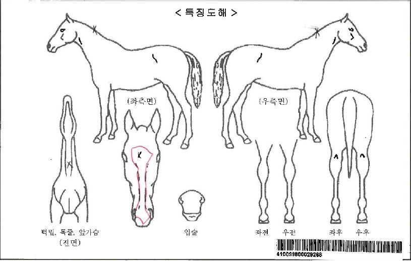 ´Ù½ÂÀÌÀÚ¸¶ÀÇ Ãø¸é,¿ì¸é,µÞ¸é,µÎ»ó,´Ù¸®ÀÇ Æ¯Â¡µµÇØ