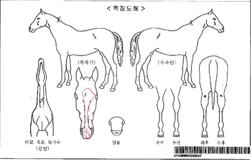 Ȧ�������ڸ��� ����,���,�޸�,�λ�,�ٸ��� Ư¡����