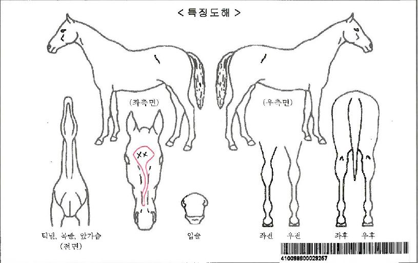 ¹Ù½ººÎ»çÀÚ¸¶ÀÇ Ãø¸é,¿ì¸é,µÞ¸é,µÎ»ó,´Ù¸®ÀÇ Æ¯Â¡µµÇØ