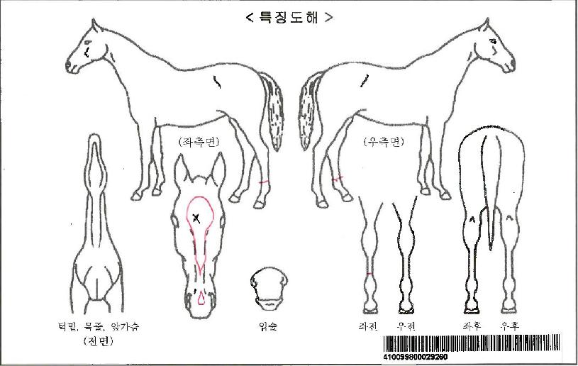 ·¹µðÅõÆÄƼÀÚ¸¶ÀÇ Ãø¸é,¿ì¸é,µÞ¸é,µÎ»ó,´Ù¸®ÀÇ Æ¯Â¡µµÇØ