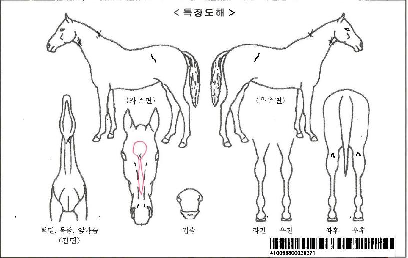 ·Î¸ÇƼī¹Ì¾ÆÀÚ¸¶ÀÇ Ãø¸é,¿ì¸é,µÞ¸é,µÎ»ó,´Ù¸®ÀÇ Æ¯Â¡µµÇØ