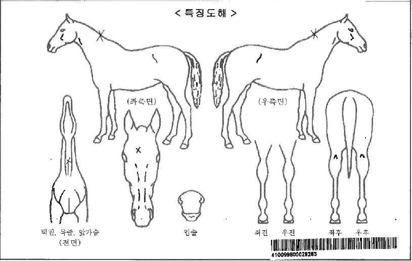 Åé¾Öµå¸Ó·²ÀÚ¸¶ÀÇ Ãø¸é,¿ì¸é,µÞ¸é,µÎ»ó,´Ù¸®ÀÇ Æ¯Â¡µµÇØ