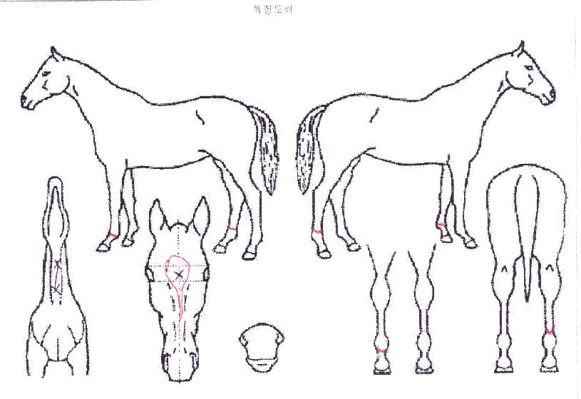 Ŭ��ġĵ���� ����,���,�޸�,�λ�,�ٸ��� Ư¡����