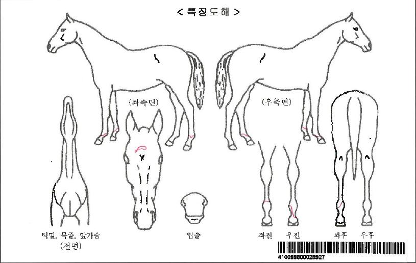 ·¹À̵ðÆÛ½ºÆ®ÀÚ¸¶ÀÇ Ãø¸é,¿ì¸é,µÞ¸é,µÎ»ó,´Ù¸®ÀÇ Æ¯Â¡µµÇØ