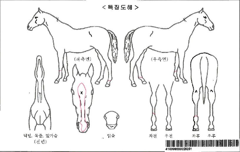µðÆæµùèÇÁÀÚ¸¶ÀÇ Ãø¸é,¿ì¸é,µÞ¸é,µÎ»ó,´Ù¸®ÀÇ Æ¯Â¡µµÇØ