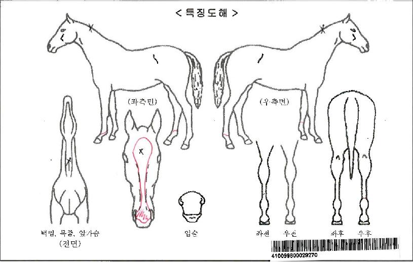 ·ç¿òÀÚ¸¶ÀÇ Ãø¸é,¿ì¸é,µÞ¸é,µÎ»ó,´Ù¸®ÀÇ Æ¯Â¡µµÇØ