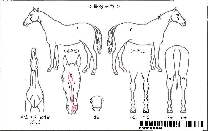 ´ç´ëȽÅÀÚ¸¶ÀÇ Ãø¸é,¿ì¸é,µÞ¸é,µÎ»ó,´Ù¸®ÀÇ Æ¯Â¡µµÇØ