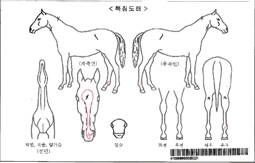 ½ºÅèÄ¿¹ÖÀÚ¸¶ÀÇ Ãø¸é,¿ì¸é,µÞ¸é,µÎ»ó,´Ù¸®ÀÇ Æ¯Â¡µµÇØ