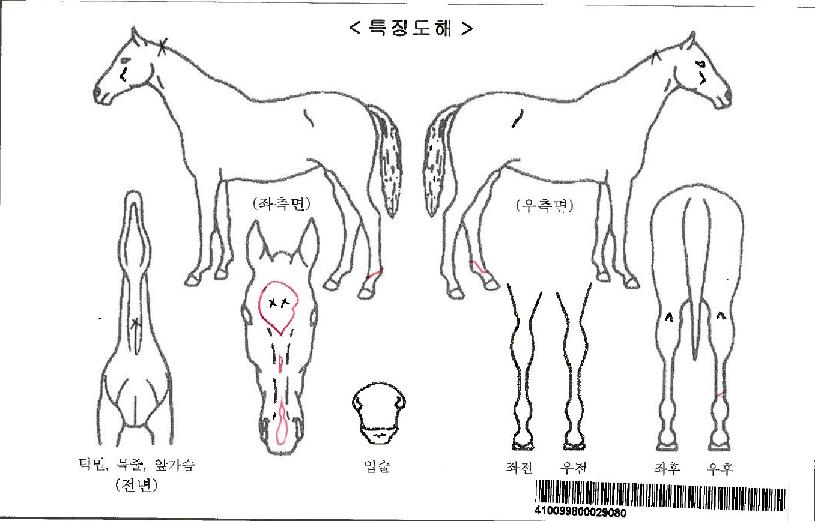 ¹ö´×ÇöóÀÌÀÚ¸¶ÀÇ Ãø¸é,¿ì¸é,µÞ¸é,µÎ»ó,´Ù¸®ÀÇ Æ¯Â¡µµÇØ