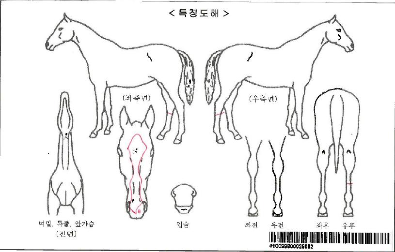 ¿×½º¿¥ÆÄÀ̾îÀÚ¸¶ÀÇ Ãø¸é,¿ì¸é,µÞ¸é,µÎ»ó,´Ù¸®ÀÇ Æ¯Â¡µµÇØ