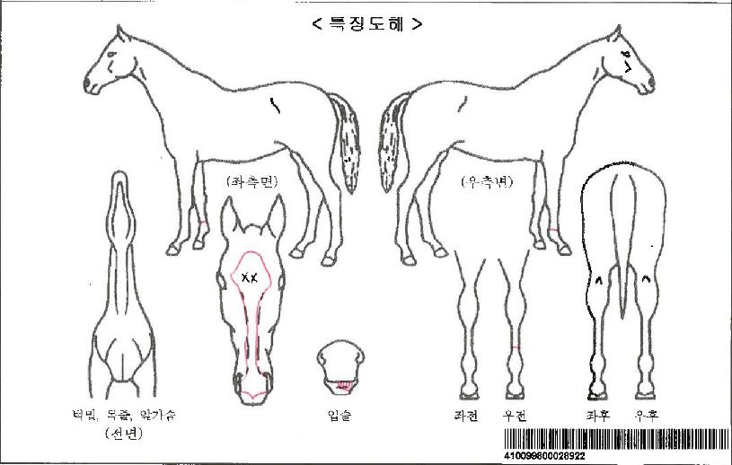 ¾Ë½º¸¶Æ¼ÆÒÃ÷ÀÚ¸¶ÀÇ Ãø¸é,¿ì¸é,µÞ¸é,µÎ»ó,´Ù¸®ÀÇ Æ¯Â¡µµÇØ