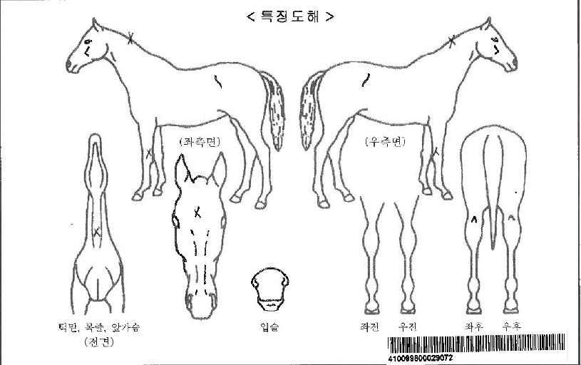 ¿À¹ö½ºÇǵåÀÚ¸¶ÀÇ Ãø¸é,¿ì¸é,µÞ¸é,µÎ»ó,´Ù¸®ÀÇ Æ¯Â¡µµÇØ