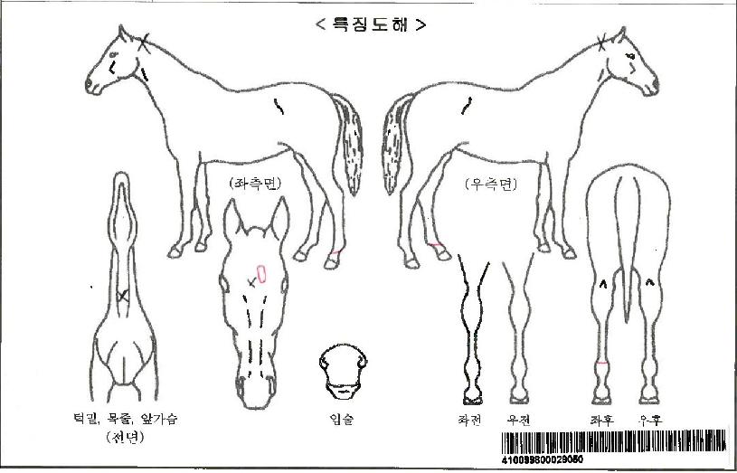 ¹Ìµé¹ö±×¹ÎÆ®ÀÚ¸¶ÀÇ Ãø¸é,¿ì¸é,µÞ¸é,µÎ»ó,´Ù¸®ÀÇ Æ¯Â¡µµÇØ
