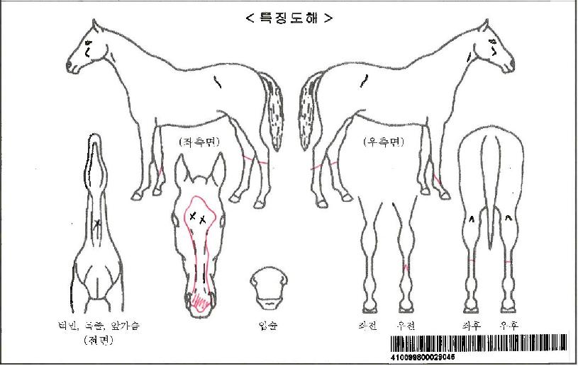 û����Ű���ڸ��� ����,���,�޸�,�λ�,�ٸ��� Ư¡����