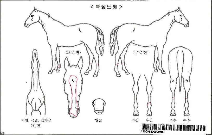 ÆÄÀÌÆ®¸ÅÁ÷ÀÚ¸¶ÀÇ Ãø¸é,¿ì¸é,µÞ¸é,µÎ»ó,´Ù¸®ÀÇ Æ¯Â¡µµÇØ