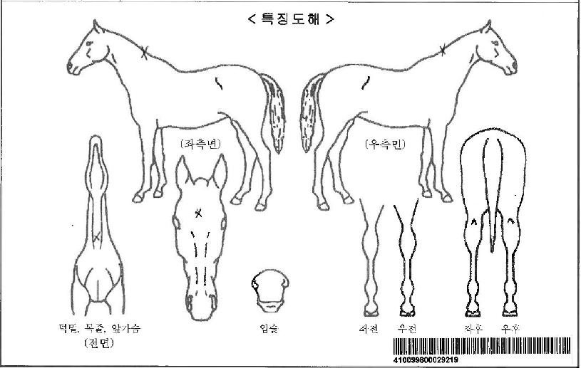 ¾Æ¶ó³ªÀÚ¸¶ÀÇ Ãø¸é,¿ì¸é,µÞ¸é,µÎ»ó,´Ù¸®ÀÇ Æ¯Â¡µµÇØ