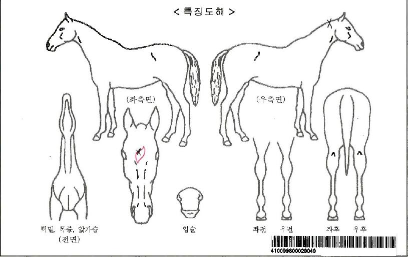 ť���Ĺ�ڸ��� ����,���,�޸�,�λ�,�ٸ��� Ư¡����