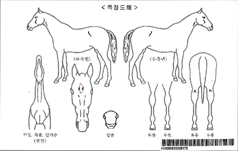 ¾Æ¸§´Ù¿îµ¿ÇàÀÚ¸¶ÀÇ Ãø¸é,¿ì¸é,µÞ¸é,µÎ»ó,´Ù¸®ÀÇ Æ¯Â¡µµÇØ