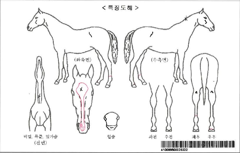 ½ºÄ«ÀÌ¿øÀÇ Ãø¸é,¿ì¸é,µÞ¸é,µÎ»ó,´Ù¸®ÀÇ Æ¯Â¡µµÇØ