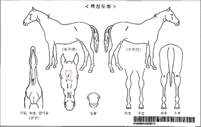 ¼ö¸®¼ö¸®¸¶ÀÚ¸¶ÀÇ Ãø¸é,¿ì¸é,µÞ¸é,µÎ»ó,´Ù¸®ÀÇ Æ¯Â¡µµÇØ