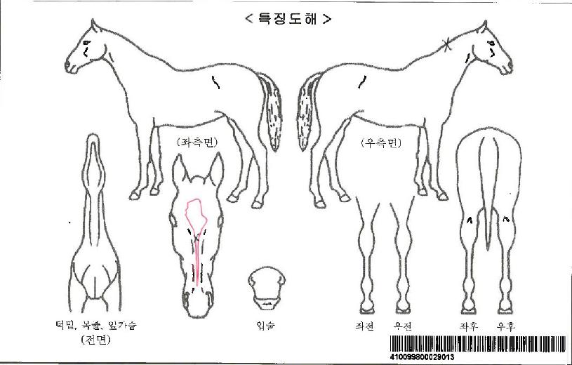 �Ƹ��ٿ���ڸ��� ����,���,�޸�,�λ�,�ٸ��� Ư¡����