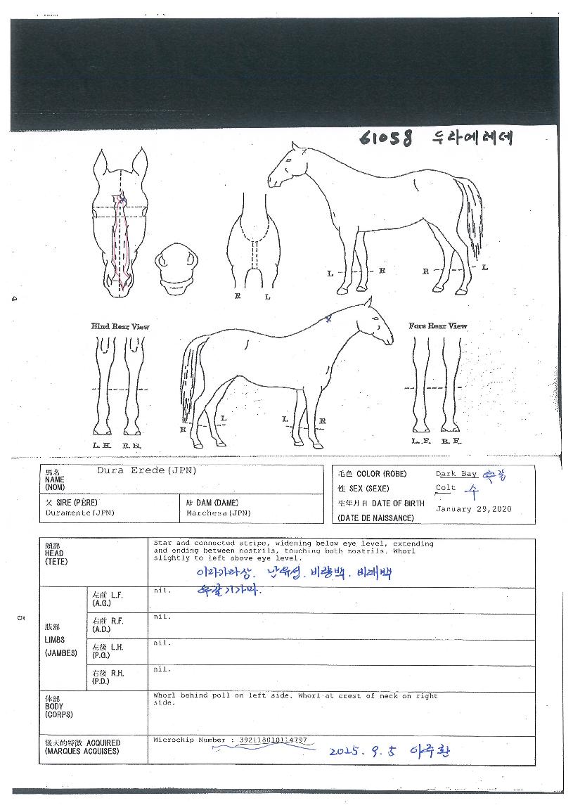 µÎ¶ó¿¡·¹µ¥ÀÇ Ãø¸é,¿ì¸é,µÞ¸é,µÎ»ó,´Ù¸®ÀÇ Æ¯Â¡µµÇØ