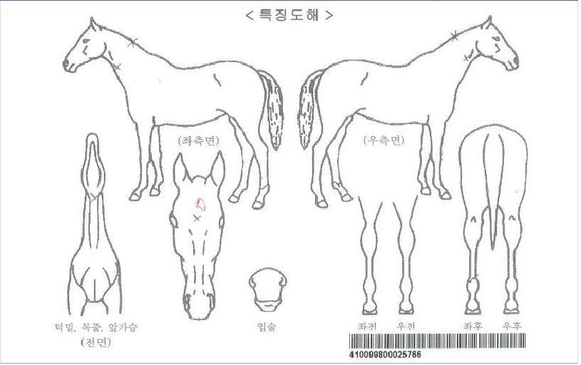 ³¡ÆÇ¿¡¾î·ÎÀÚ¸¶ÀÇ Ãø¸é,¿ì¸é,µÞ¸é,µÎ»ó,´Ù¸®ÀÇ Æ¯Â¡µµÇØ