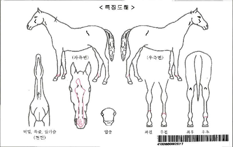 ���۽�Ʈ�����ڸ��� ����,���,�޸�,�λ�,�ٸ��� Ư¡����