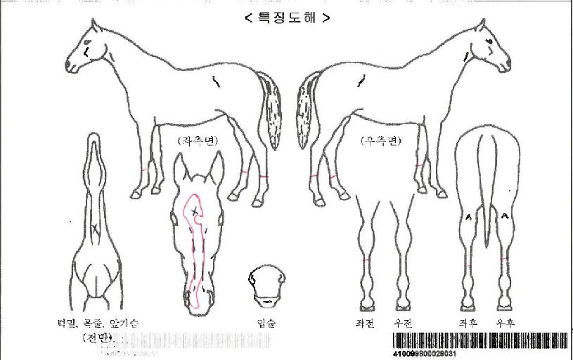 ÆÇŸ½ºÆ½Å¸ÀÓÀÚ¸¶ÀÇ Ãø¸é,¿ì¸é,µÞ¸é,µÎ»ó,´Ù¸®ÀÇ Æ¯Â¡µµÇØ