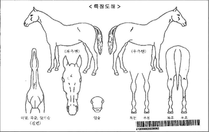 ¿ö¸®¾î¿É¶óÀÌÆ®ÀÚ¸¶ÀÇ Ãø¸é,¿ì¸é,µÞ¸é,µÎ»ó,´Ù¸®ÀÇ Æ¯Â¡µµÇØ