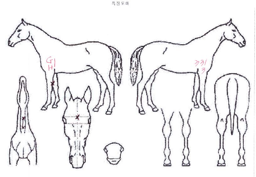 ½¸Æ÷´õ¼±ÀÇ Ãø¸é,¿ì¸é,µÞ¸é,µÎ»ó,´Ù¸®ÀÇ Æ¯Â¡µµÇØ