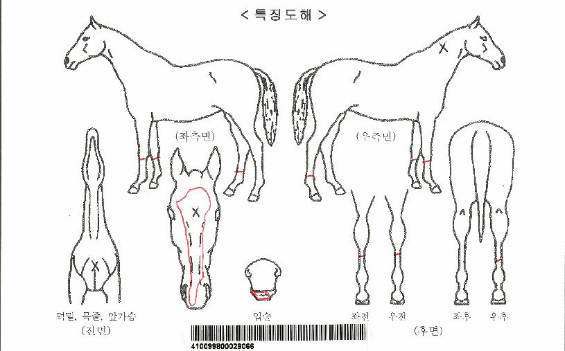¿À·»Áö½ºÅÜÀÚ¸¶ÀÇ Ãø¸é,¿ì¸é,µÞ¸é,µÎ»ó,´Ù¸®ÀÇ Æ¯Â¡µµÇØ