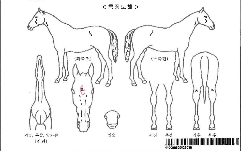 ÇϸÕÀÚ¸¶ÀÇ Ãø¸é,¿ì¸é,µÞ¸é,µÎ»ó,´Ù¸®ÀÇ Æ¯Â¡µµÇØ
