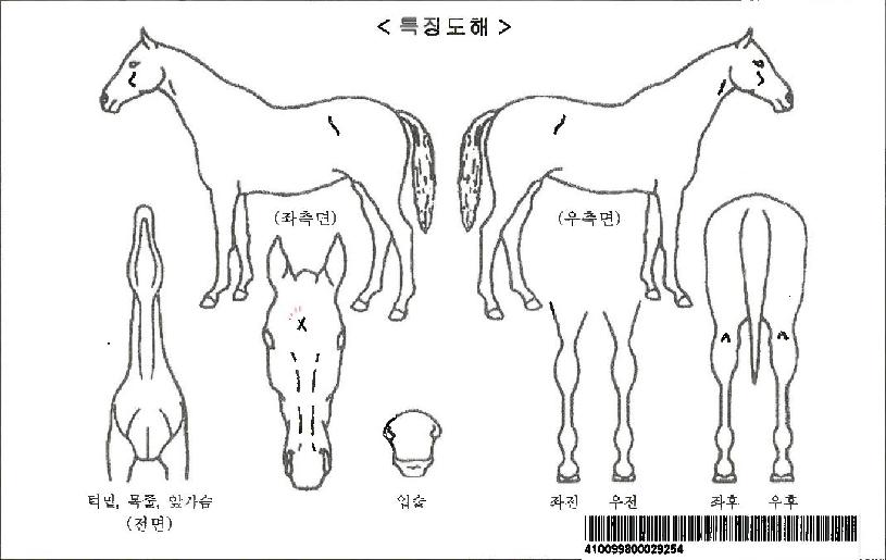 ´Ù¸²ÀÌÀÚ¸¶ÀÇ Ãø¸é,¿ì¸é,µÞ¸é,µÎ»ó,´Ù¸®ÀÇ Æ¯Â¡µµÇØ