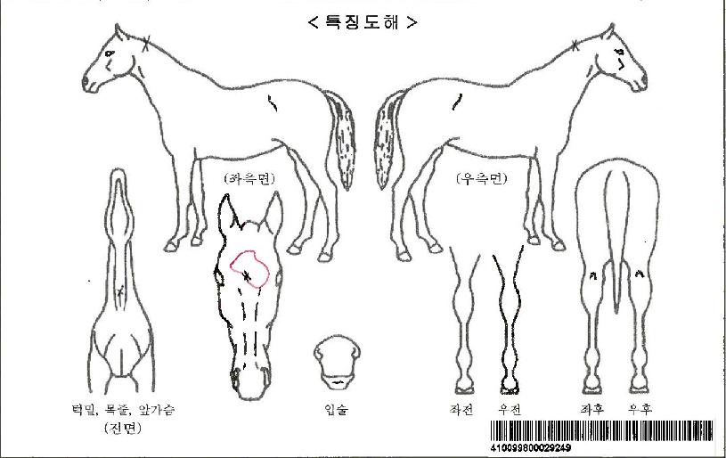 ¼±¾çÄýÀÚ¸¶ÀÇ Ãø¸é,¿ì¸é,µÞ¸é,µÎ»ó,´Ù¸®ÀÇ Æ¯Â¡µµÇØ