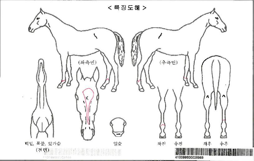 ÇÏÀÌÆÛ¼Ò´ÐÀÚ¸¶ÀÇ Ãø¸é,¿ì¸é,µÞ¸é,µÎ»ó,´Ù¸®ÀÇ Æ¯Â¡µµÇØ