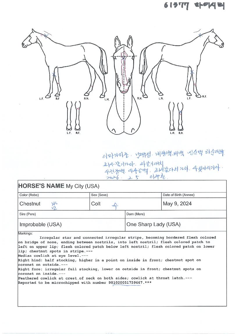 ¸¶ÀÌ½ÃÆ¼ÀÇ Ãø¸é,¿ì¸é,µÞ¸é,µÎ»ó,´Ù¸®ÀÇ Æ¯Â¡µµÇØ