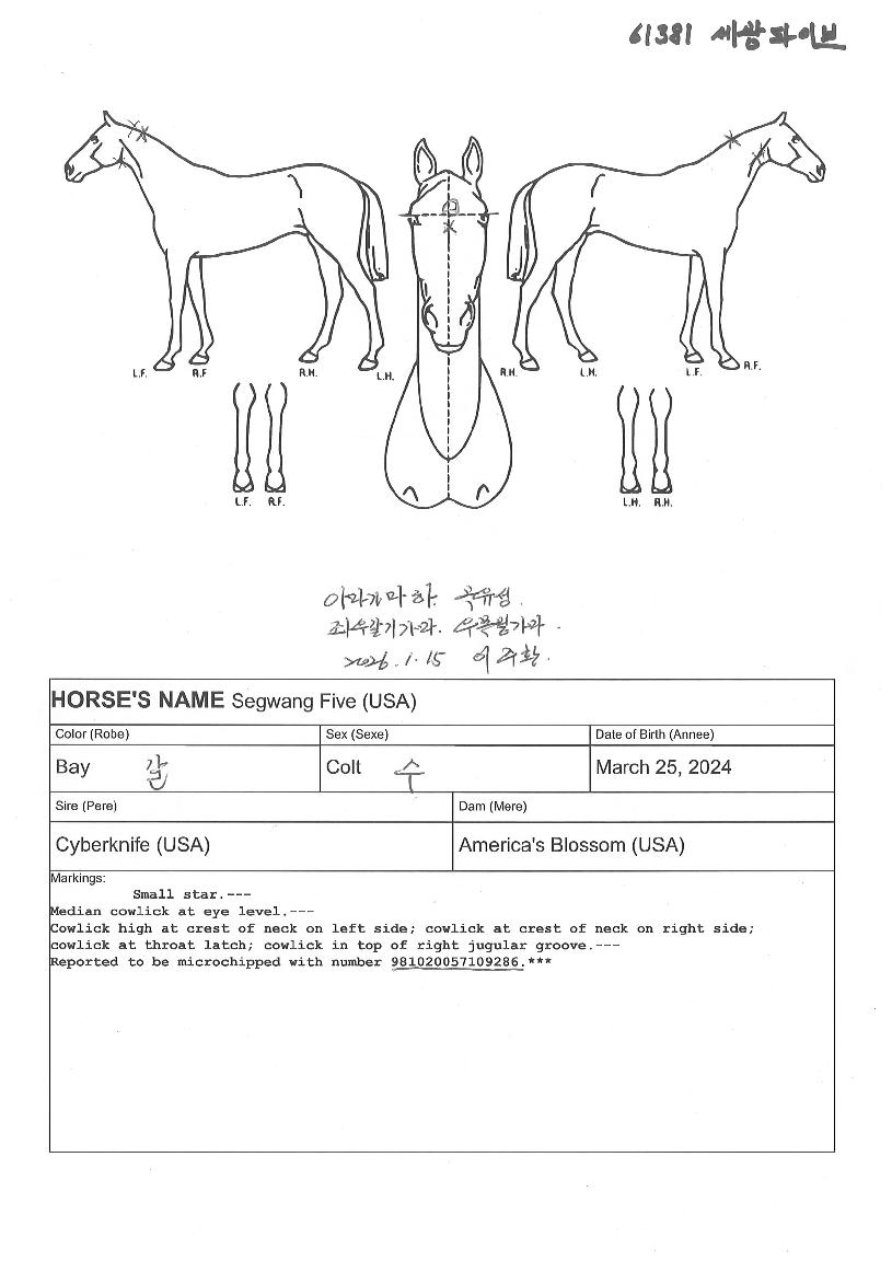 ¼¼±¤ÆÄÀ̺êÀÇ Ãø¸é,¿ì¸é,µÞ¸é,µÎ»ó,´Ù¸®ÀÇ Æ¯Â¡µµÇØ