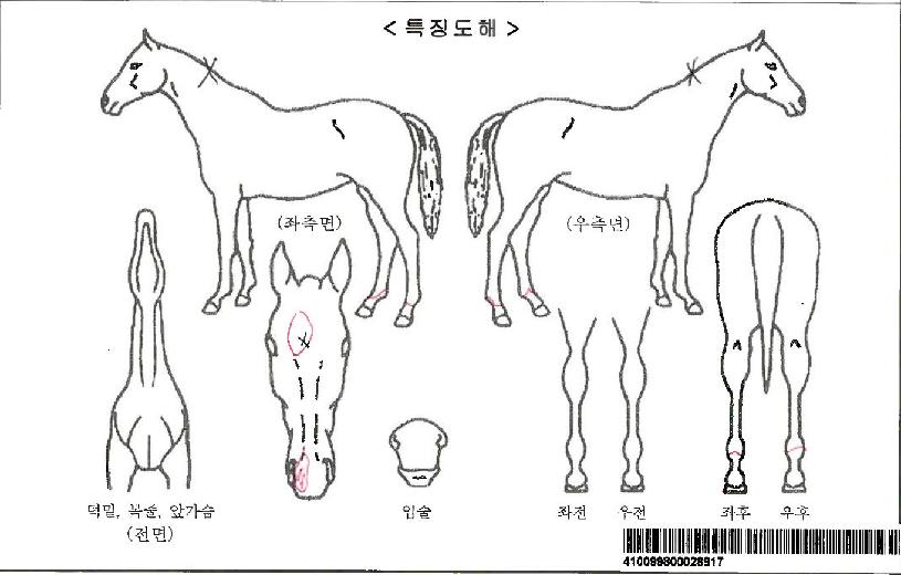 Å©·Î½ºÀÍÀë³×À̼ÇÀÚ¸¶ÀÇ Ãø¸é,¿ì¸é,µÞ¸é,µÎ»ó,´Ù¸®ÀÇ Æ¯Â¡µµÇØ