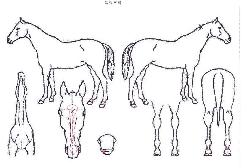 ���彺������ ����,���,�޸�,�λ�,�ٸ��� Ư¡����