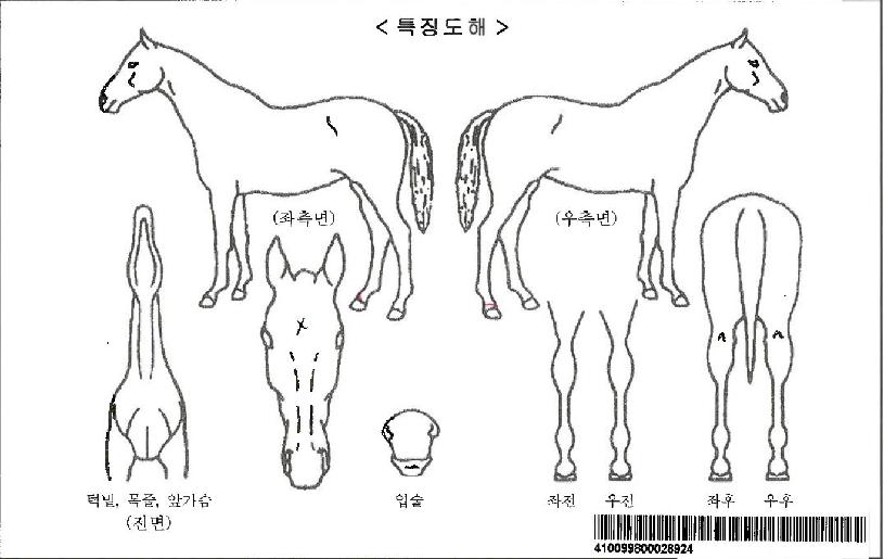 ���Ǽ����ڸ��� ����,���,�޸�,�λ�,�ٸ��� Ư¡����