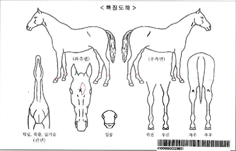 ÆÛ½º³Î¸®À¯¾îÁîÀÚ¸¶ÀÇ Ãø¸é,¿ì¸é,µÞ¸é,µÎ»ó,´Ù¸®ÀÇ Æ¯Â¡µµÇØ