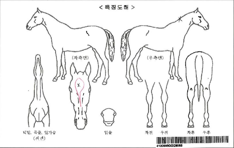 ÁßÃߺλçÀÚ¸¶ÀÇ Ãø¸é,¿ì¸é,µÞ¸é,µÎ»ó,´Ù¸®ÀÇ Æ¯Â¡µµÇØ