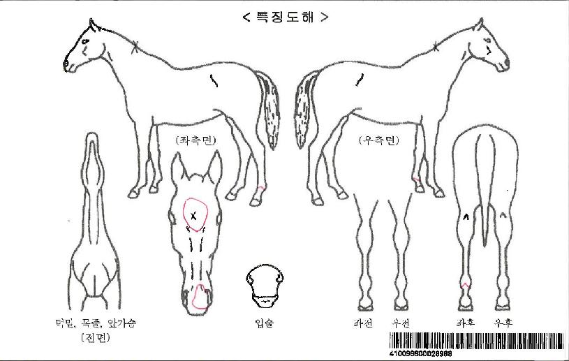 ÁßÃߺλçÀÚ¸¶ÀÇ Ãø¸é,¿ì¸é,µÞ¸é,µÎ»ó,´Ù¸®ÀÇ Æ¯Â¡µµÇØ