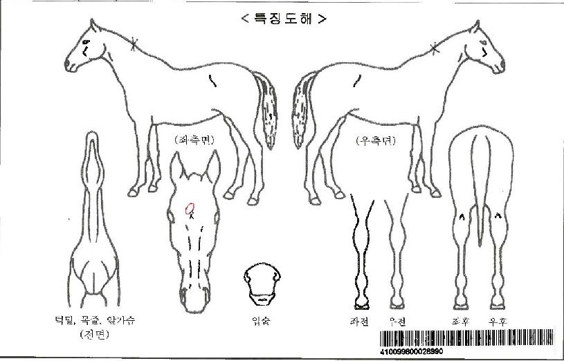 ÇÁ·»µå¿Àºê¾îÇÁ·»ÀÚ¸¶ÀÇ Ãø¸é,¿ì¸é,µÞ¸é,µÎ»ó,´Ù¸®ÀÇ Æ¯Â¡µµÇØ