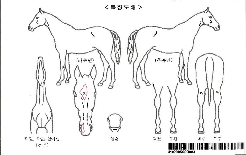 Åä¹Ì¸®½ºÀÚ¸¶ÀÇ Ãø¸é,¿ì¸é,µÞ¸é,µÎ»ó,´Ù¸®ÀÇ Æ¯Â¡µµÇØ