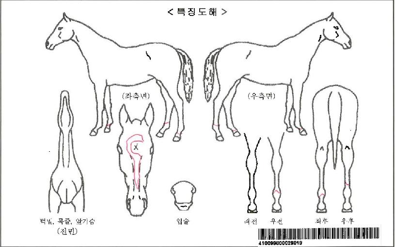 èÇǾðȦ´õÀÚ¸¶ÀÇ Ãø¸é,¿ì¸é,µÞ¸é,µÎ»ó,´Ù¸®ÀÇ Æ¯Â¡µµÇØ